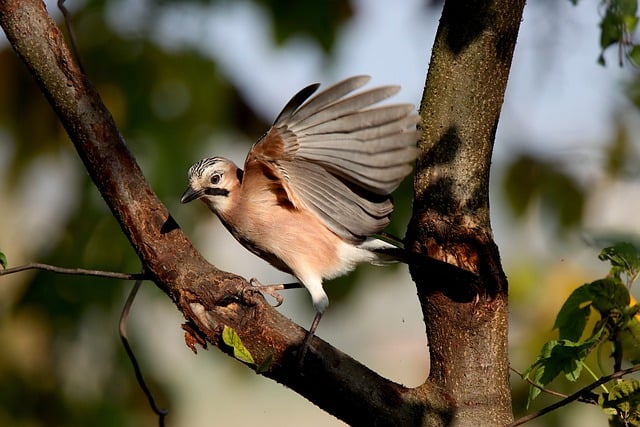 Free download bird feathers plumage avian jay free picture to be edited with GIMP free online image editor