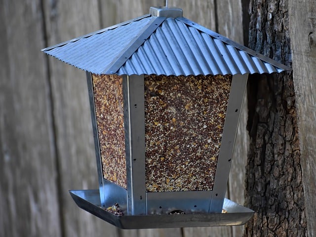 Free download bird feeder bird seeds wildlife free picture to be edited with GIMP free online image editor