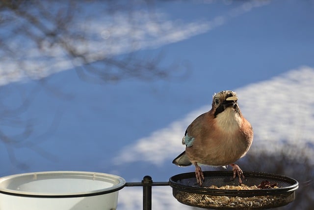 Free download bird feeding place winter garden free picture to be edited with GIMP free online image editor