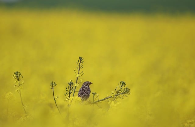 Free download bird field animal bunting free picture to be edited with GIMP free online image editor