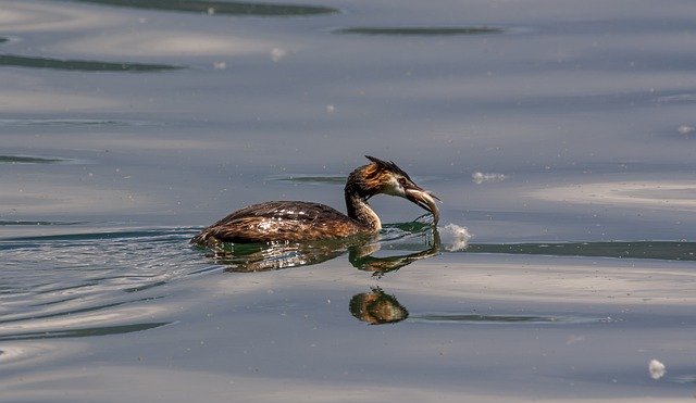 Free download Bird Fish Nature -  free photo or picture to be edited with GIMP online image editor