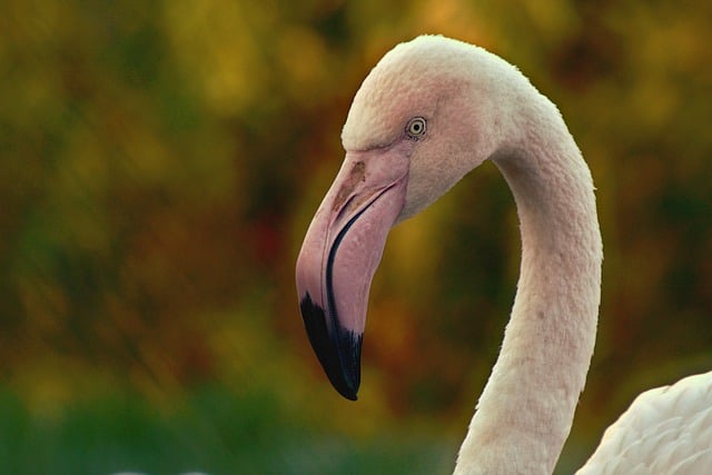 Free download bird flamingo feather pens animal free picture to be edited with GIMP free online image editor