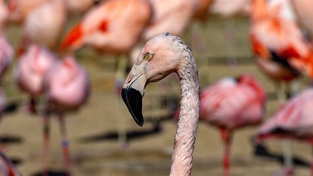 Free download bird flamingo neck pink nature free picture to be edited with GIMP free online image editor