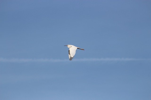 Free download Bird Flight Little Egret -  free photo or picture to be edited with GIMP online image editor