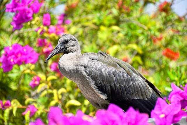 Free download bird flower bougainvillea colorful free picture to be edited with GIMP free online image editor