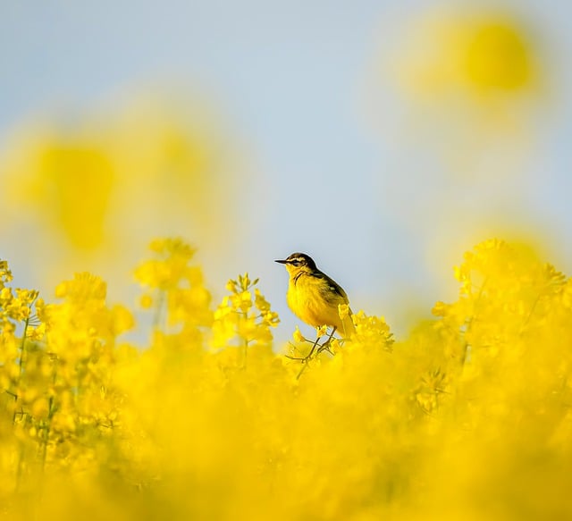 Free download bird flowers field free picture to be edited with GIMP free online image editor