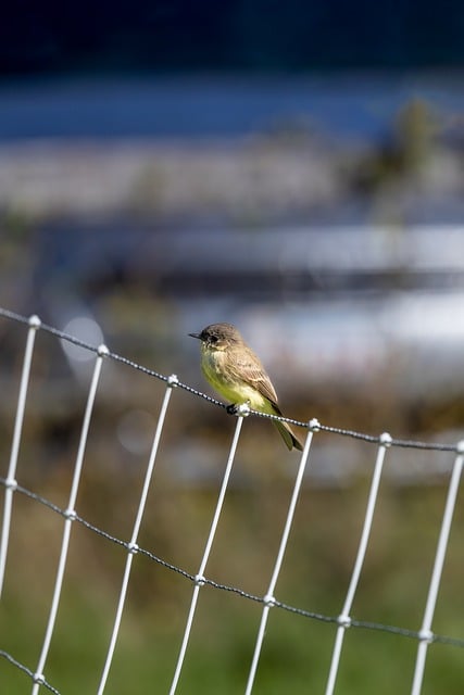 Free download bird flycatcher wildlife free picture to be edited with GIMP free online image editor