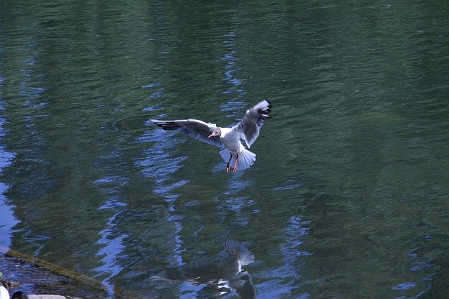 Free download Bird Flying Nature -  free photo or picture to be edited with GIMP online image editor