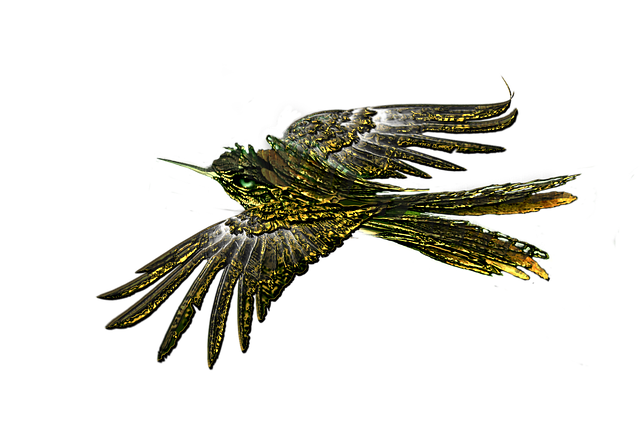 Free download Bird Flying Transparent -  free illustration to be edited with GIMP free online image editor