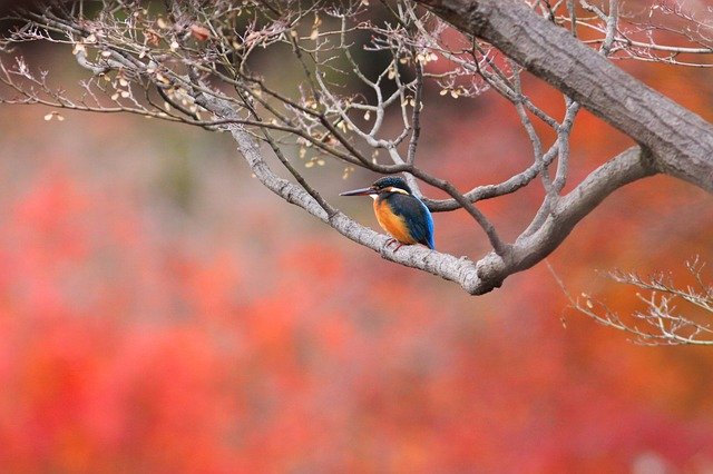 Free download Bird Foliage Autumn Color -  free photo or picture to be edited with GIMP online image editor