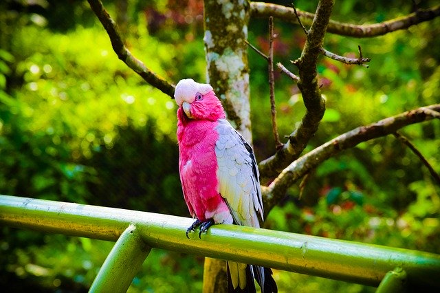 Free download Bird Forest Pink -  free photo or picture to be edited with GIMP online image editor