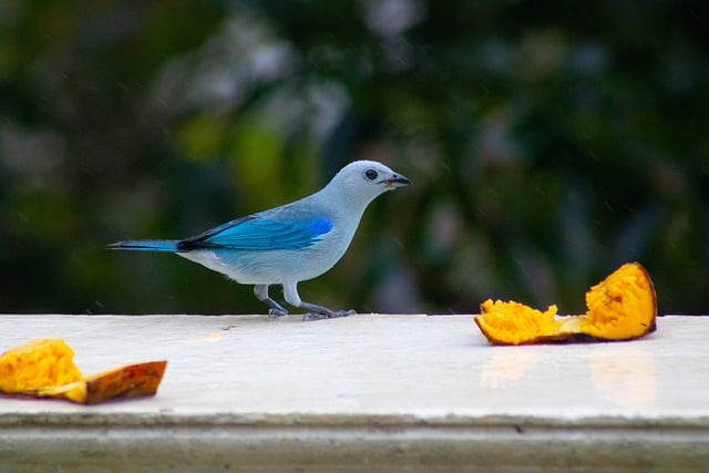 Free download bird fruit cute nature animal free picture to be edited with GIMP free online image editor