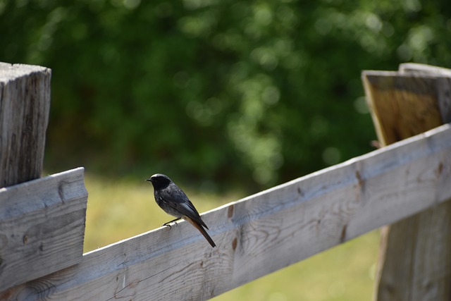 Free download bird garden brood nest animal free picture to be edited with GIMP free online image editor