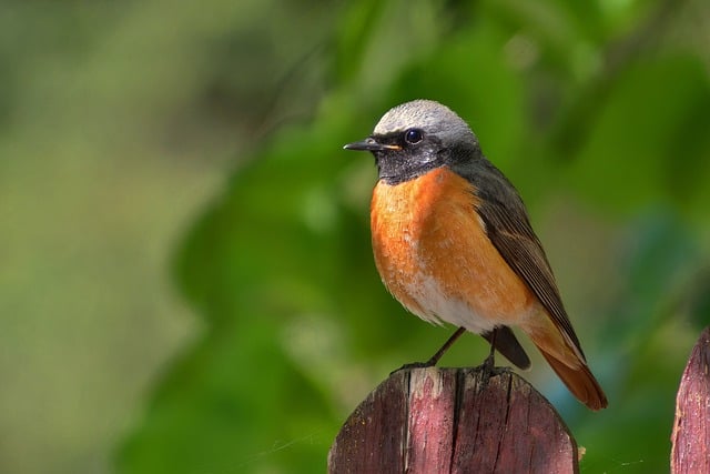 Free download bird garden rusty tail rusty tailed free picture to be edited with GIMP free online image editor