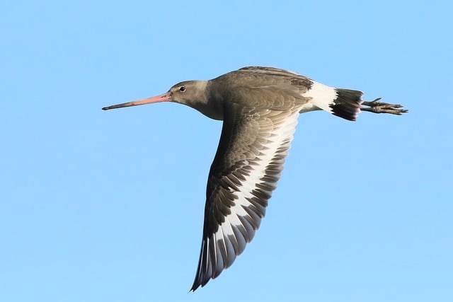 Free download bird godwit black tailed godwit free picture to be edited with GIMP free online image editor