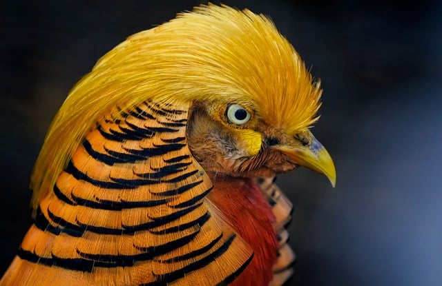 Free download bird golden pheasant pheasant beak free picture to be edited with GIMP free online image editor