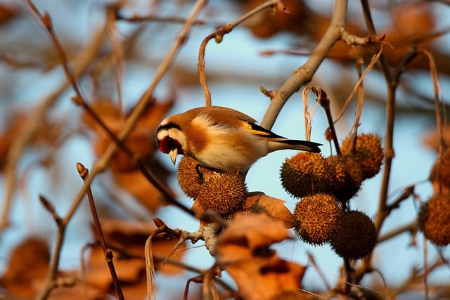 Free download bird goldfinch animal nature avian free picture to be edited with GIMP free online image editor