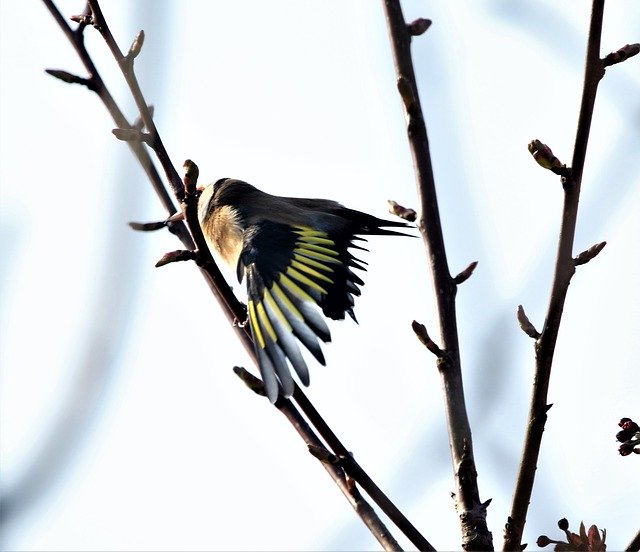 Free download Bird Goldfinch Colourful -  free photo or picture to be edited with GIMP online image editor