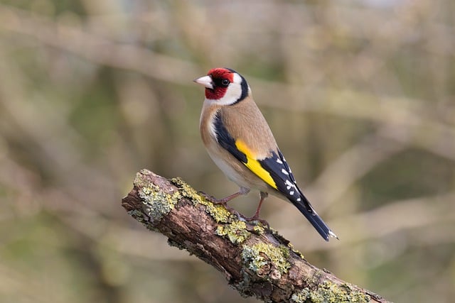 Free download bird goldfinch garden birdwatching free picture to be edited with GIMP free online image editor