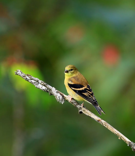 Free download bird goldfinch plumage feathers free picture to be edited with GIMP free online image editor