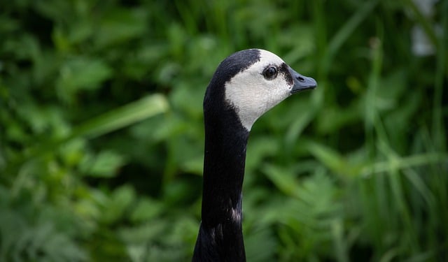 Free download bird goose barnacle goose free picture to be edited with GIMP free online image editor