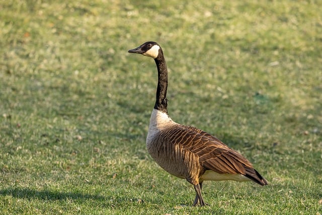 Free download bird goose ornithology species free picture to be edited with GIMP free online image editor