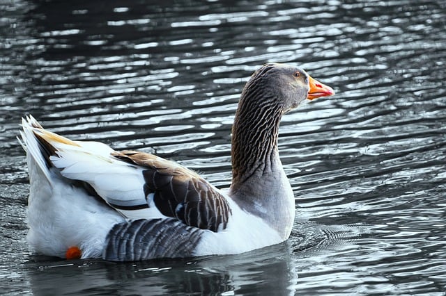 Free download bird goose wild goose greylag goose free picture to be edited with GIMP free online image editor