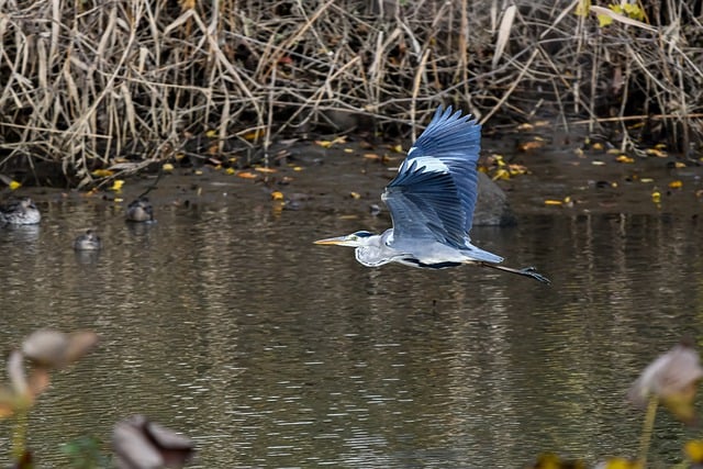 Free download bird gray heron heron river wings free picture to be edited with GIMP free online image editor