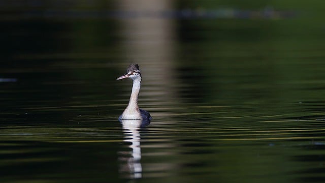 Free download bird great crested grebe lake young free picture to be edited with GIMP free online image editor