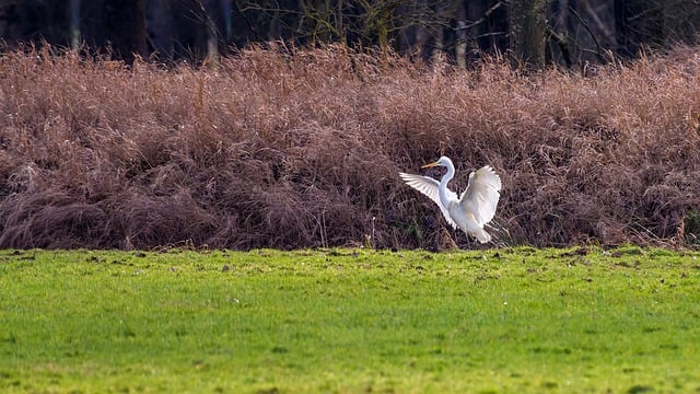 Free download bird great egret heron wing animal free picture to be edited with GIMP free online image editor