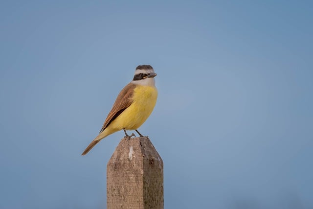 Free download bird great kiskadee ornithology free picture to be edited with GIMP free online image editor