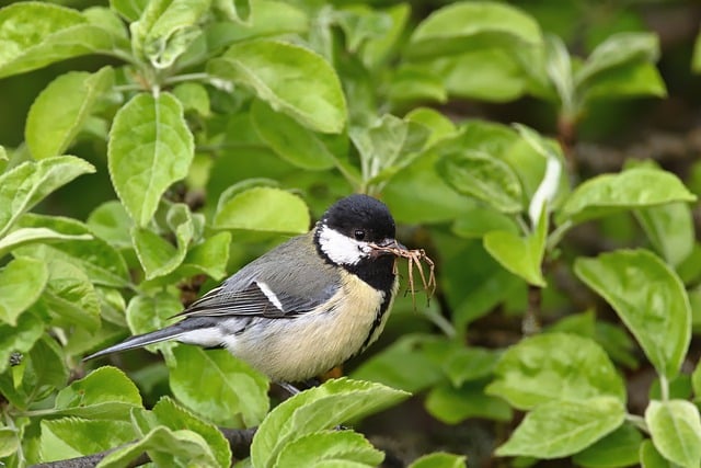 Free download bird great tit feed spring tree free picture to be edited with GIMP free online image editor