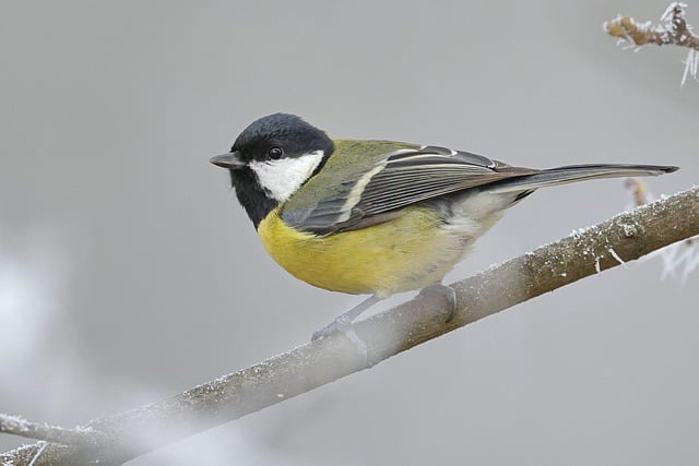 Free download bird great tit perched branch free picture to be edited with GIMP free online image editor