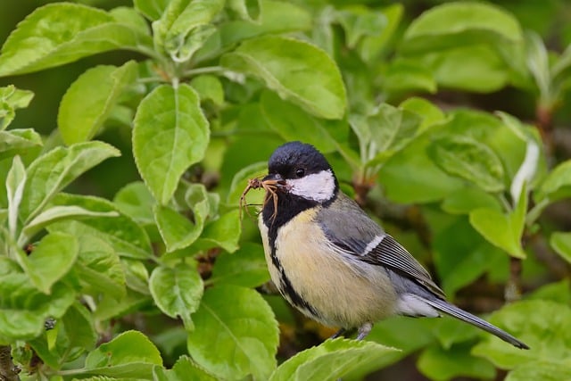 Free download bird great tit songbird feed free picture to be edited with GIMP free online image editor