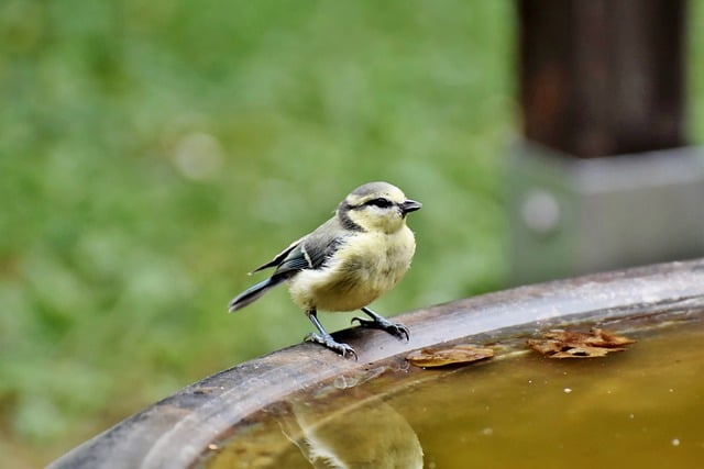 Free download bird great tit tit bird watching free picture to be edited with GIMP free online image editor