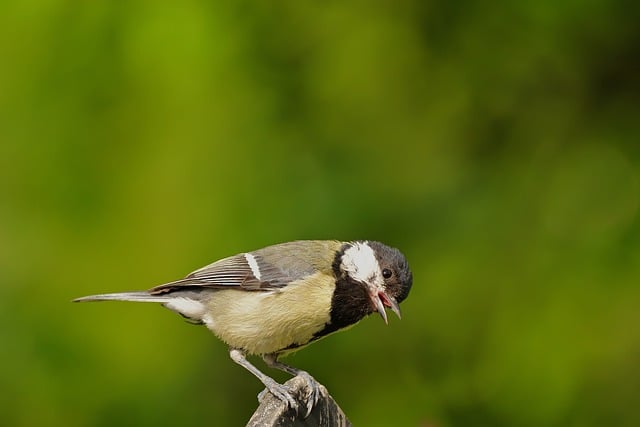 Free download bird great tit tit garden to sing free picture to be edited with GIMP free online image editor