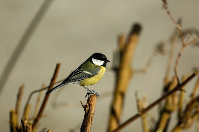 Free download bird great tit tit songbird free picture to be edited with GIMP free online image editor