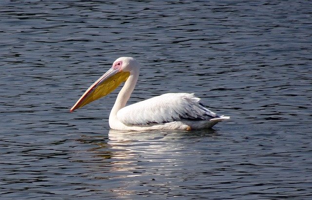 Free download Bird Great White Pelican Pelecanus -  free photo or picture to be edited with GIMP online image editor