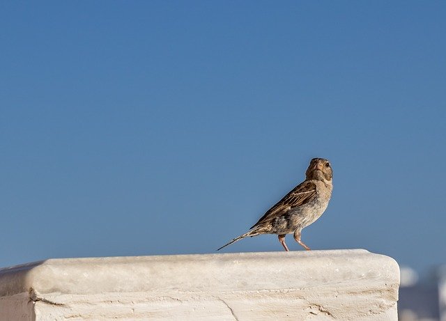 Free download Bird Greece Nature -  free photo or picture to be edited with GIMP online image editor