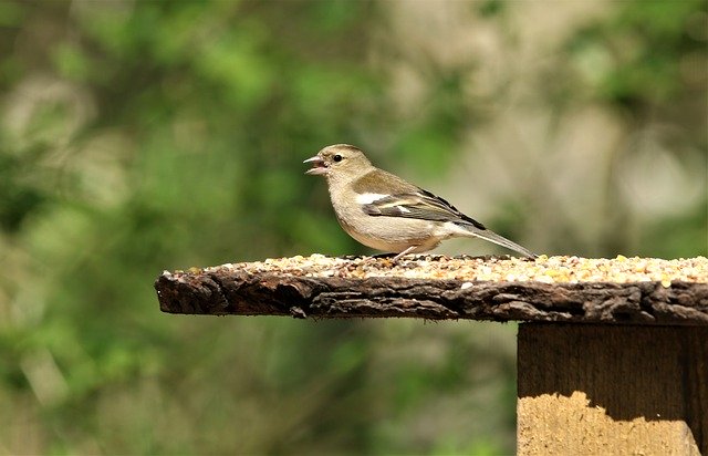 Free download Bird Green Finch Nature -  free photo or picture to be edited with GIMP online image editor