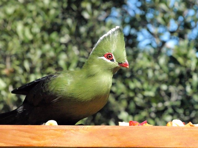 Free download Bird Green Knysna Lourie -  free photo or picture to be edited with GIMP online image editor