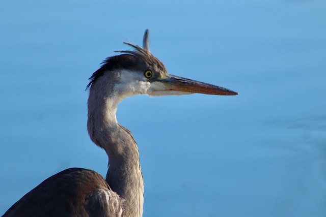 Free download bird grey heron heron ardea cinerea free picture to be edited with GIMP free online image editor