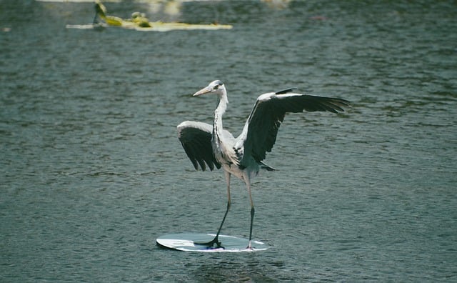 Free download bird grey heron lake water bird free picture to be edited with GIMP free online image editor