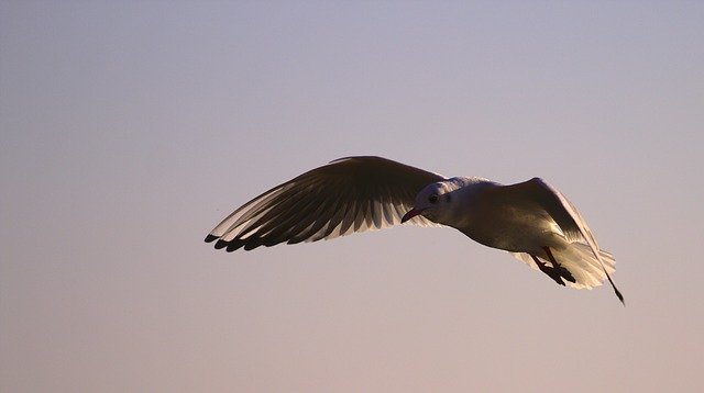 Free download Bird Gull Animal -  free photo or picture to be edited with GIMP online image editor