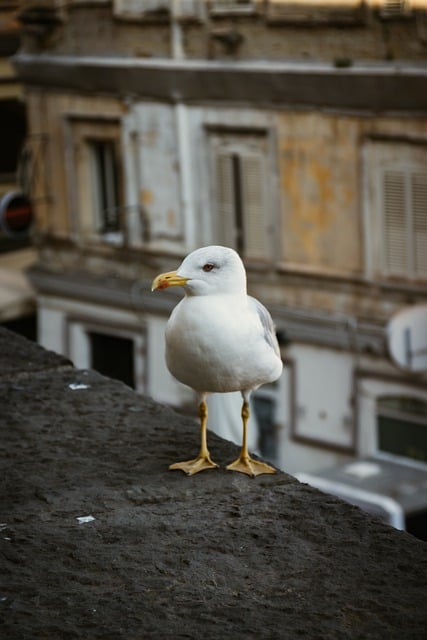 Free download bird gull animal sea beak free picture to be edited with GIMP free online image editor