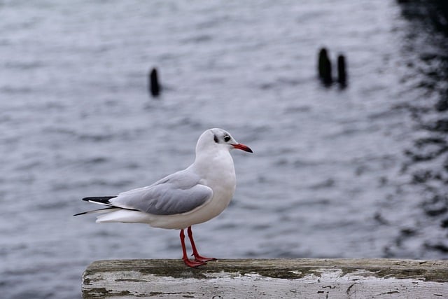 Free download bird gull baltic sea pier coast free picture to be edited with GIMP free online image editor