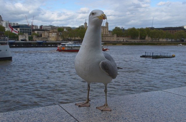 Free download Bird Gull Birds -  free photo or picture to be edited with GIMP online image editor