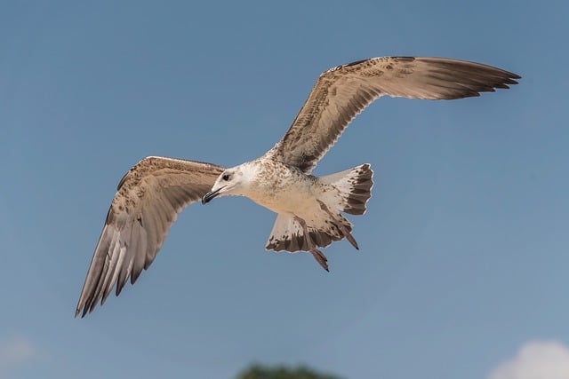 Free download bird gull plumage sea nature free picture to be edited with GIMP free online image editor