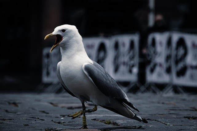 Free download bird gull road animal wild animals free picture to be edited with GIMP free online image editor