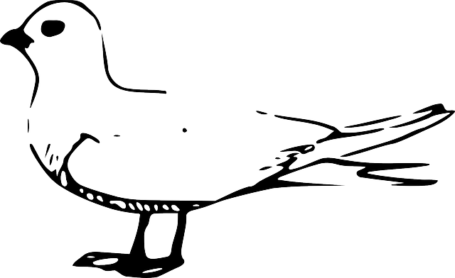 Free download Bird Gull Seagull - Free vector graphic on Pixabay free illustration to be edited with GIMP free online image editor